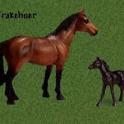 Trakehner