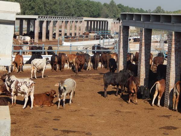 Farm cattle