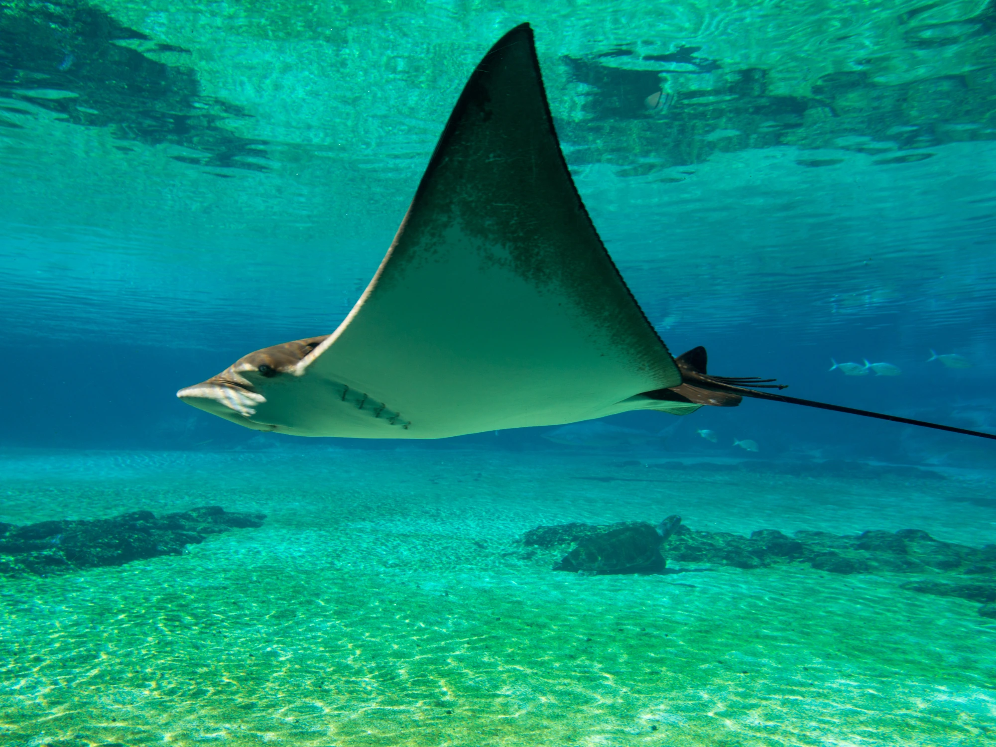Snorkeling Pari Manta Nusa Penida