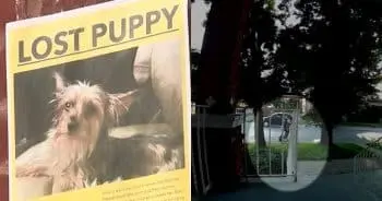 Girl with Autism Devastated After Service Dog Vanishes