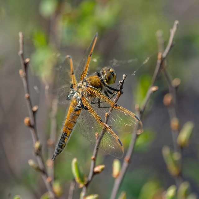 dragonfly-CAS06119