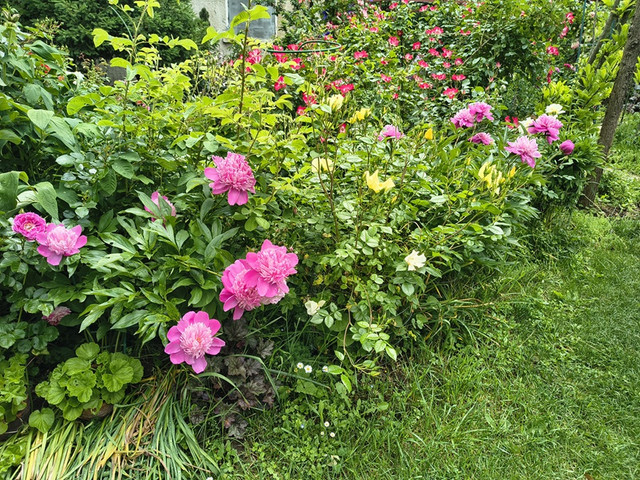 garden.jpg