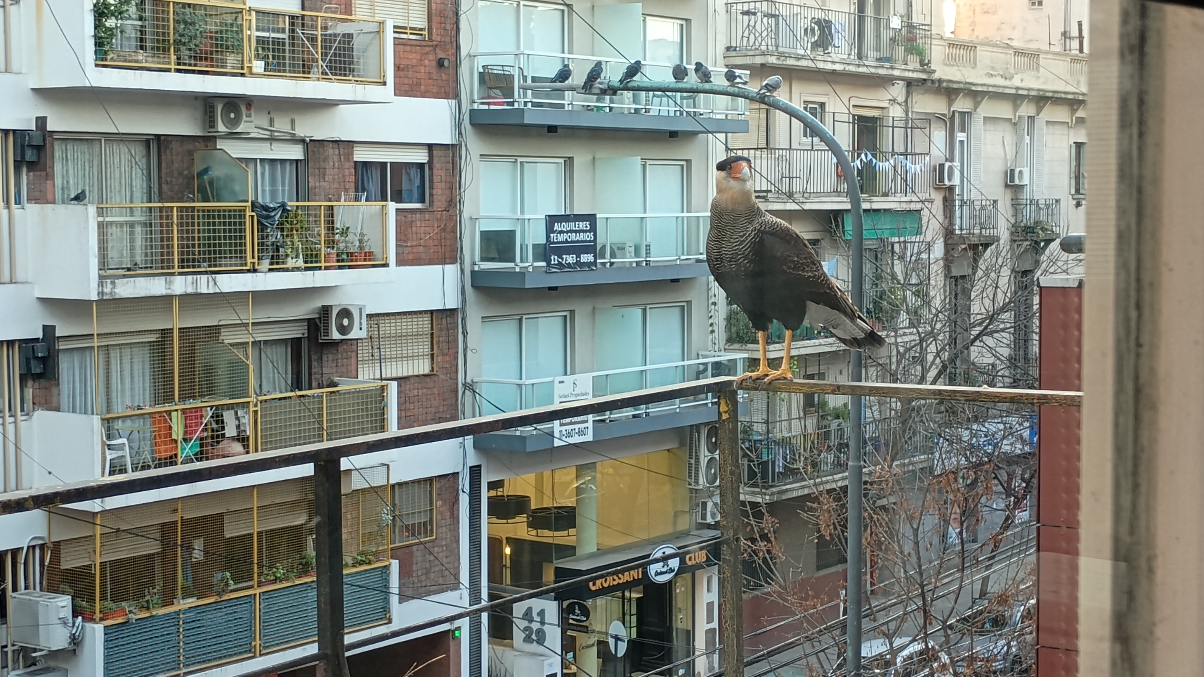 最近認識された鳥の写真