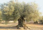 Olivo Farga Centenario Olivo Farga, centenary olive grove of the Farga variety