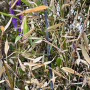 IMG 6807
