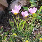 pink flowers