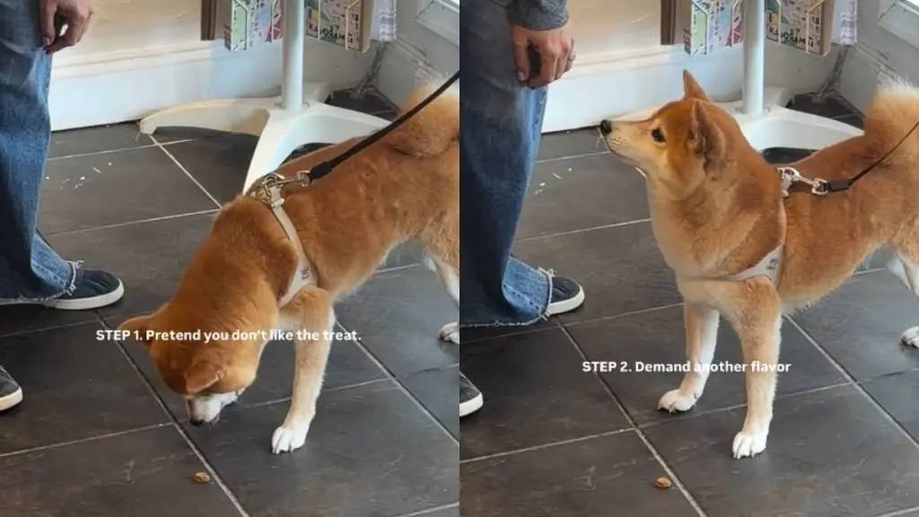 Clever Canine Gets Double Treats with Cunning Trick