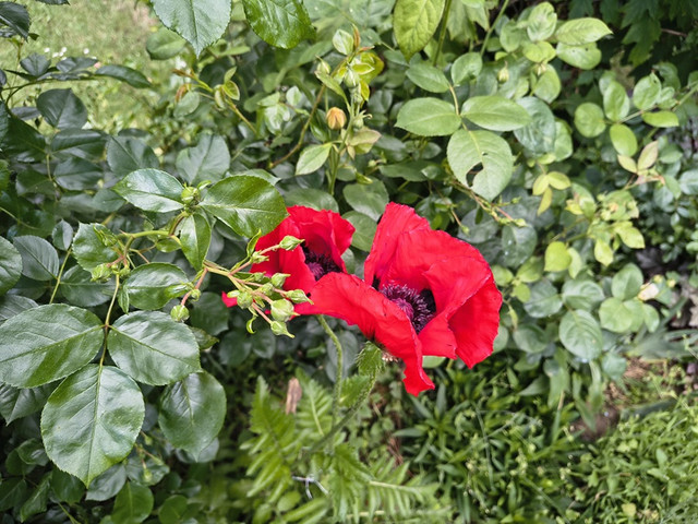 papaver.jpg