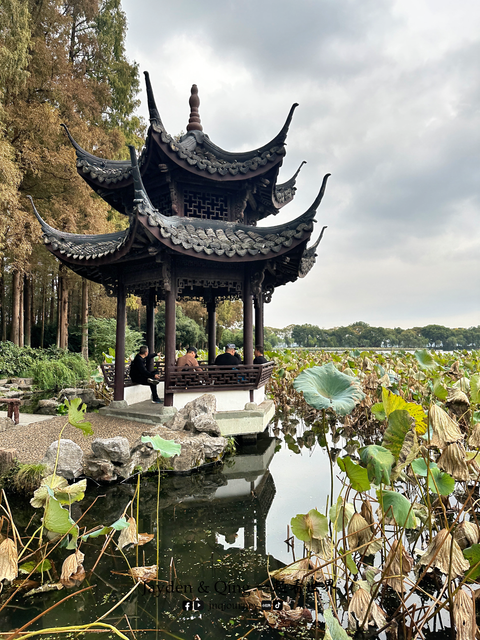 曲院风荷 杭州 旅游照片
