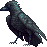raven