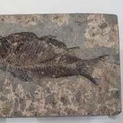 fossil5