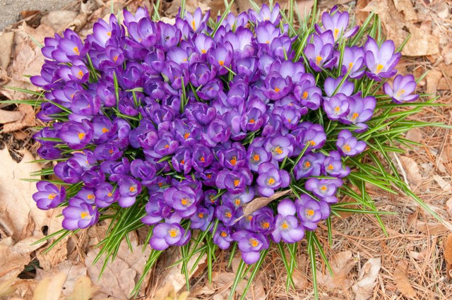 crocus-8b3cb2b05e