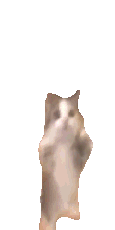Happy-Cat.gif