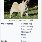 pug