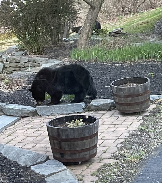 bears2