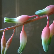gasteria flower