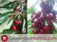Variétés de cerises: Sunburst