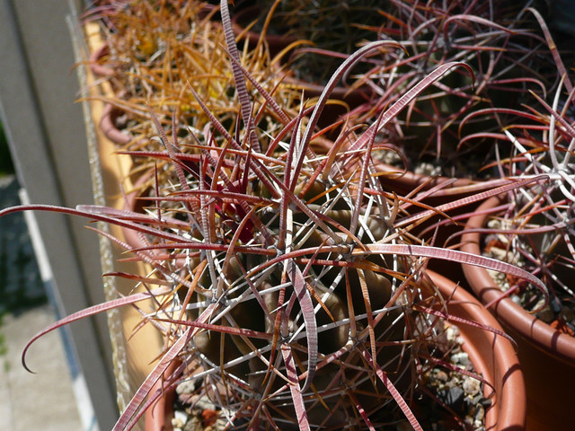P1230751