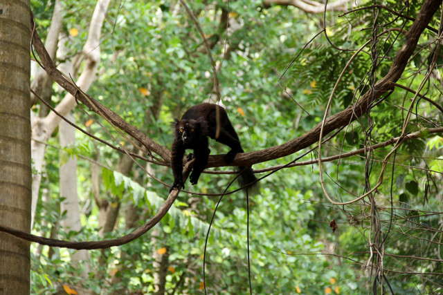 Madagaskar-64