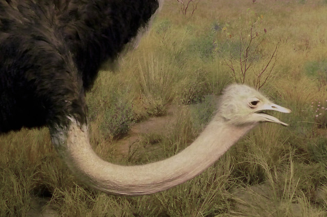 Common Ostrich.jpg
