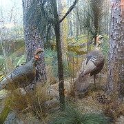 Wild Turkey