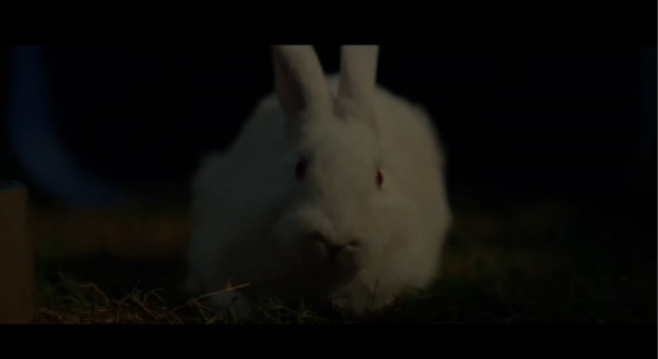 Coelho branco em Foge, Coelho, elemento recorrente na narrativa do filme