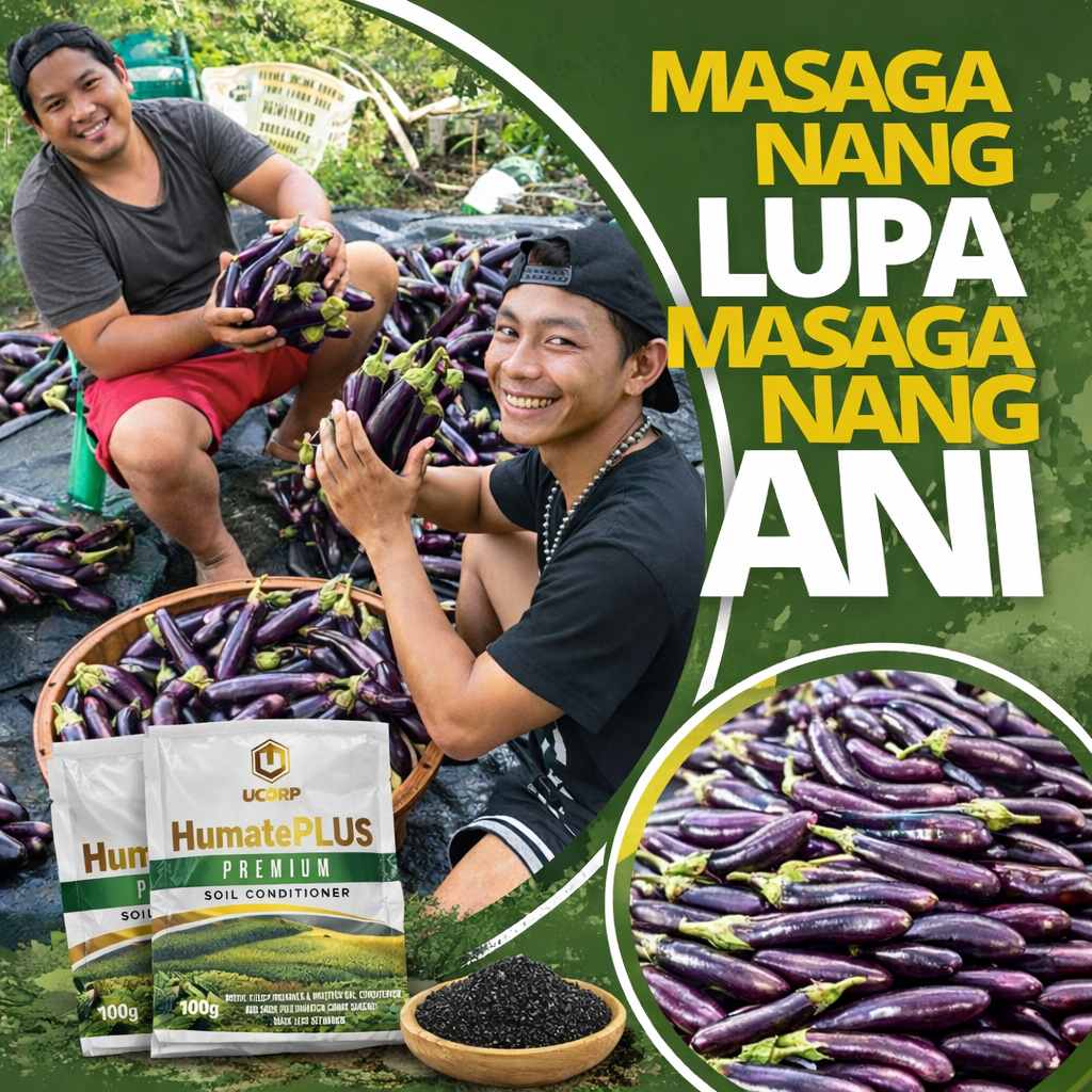 Eggplant