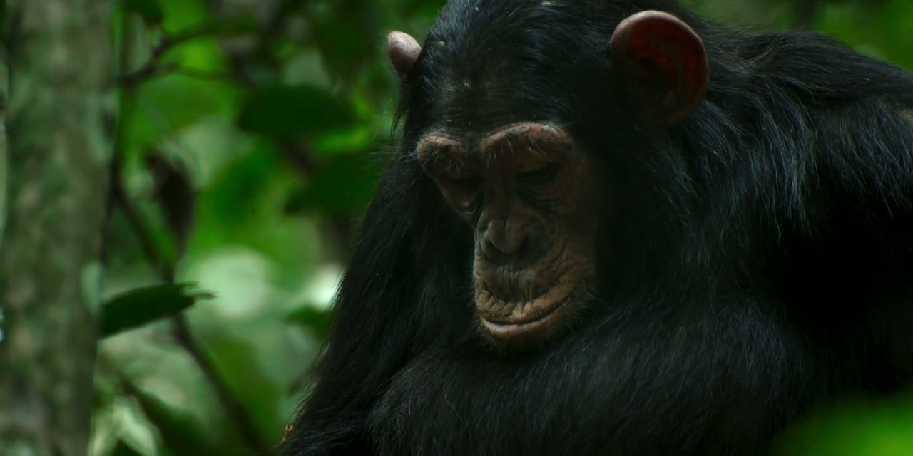 Chimp Empire Screenshot