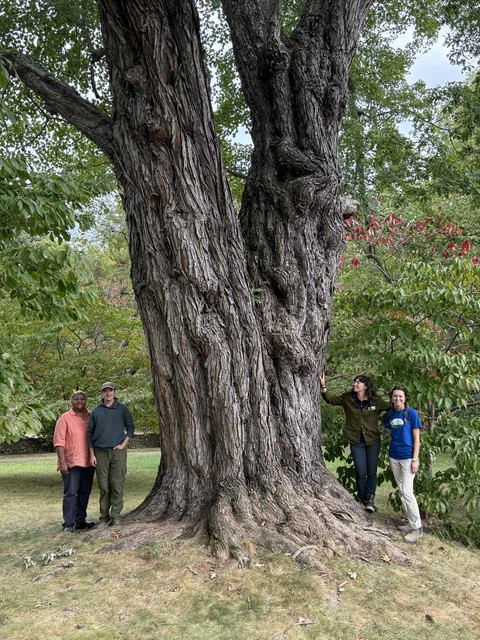 red maple 3502 3.jpg