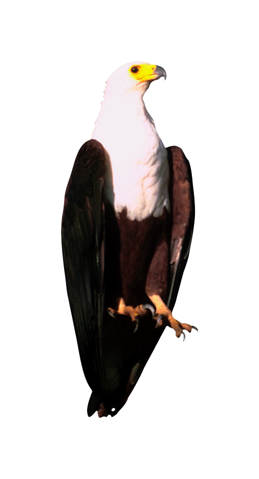 rdw.png