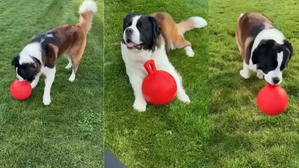 Saint Bernard Debunks Lazy Breed Stereotype