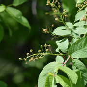 DSC-0080