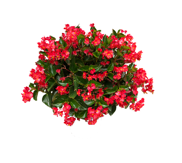 transparent.png