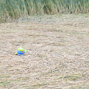 DSC-7019
