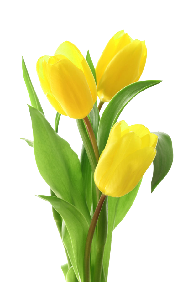 pngegg (19).png
