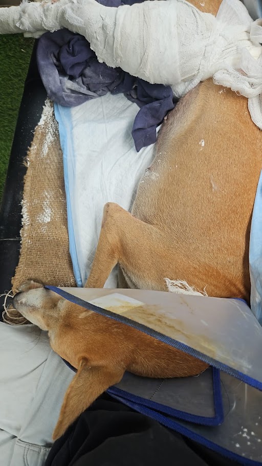 Chai after the injury — photo 4