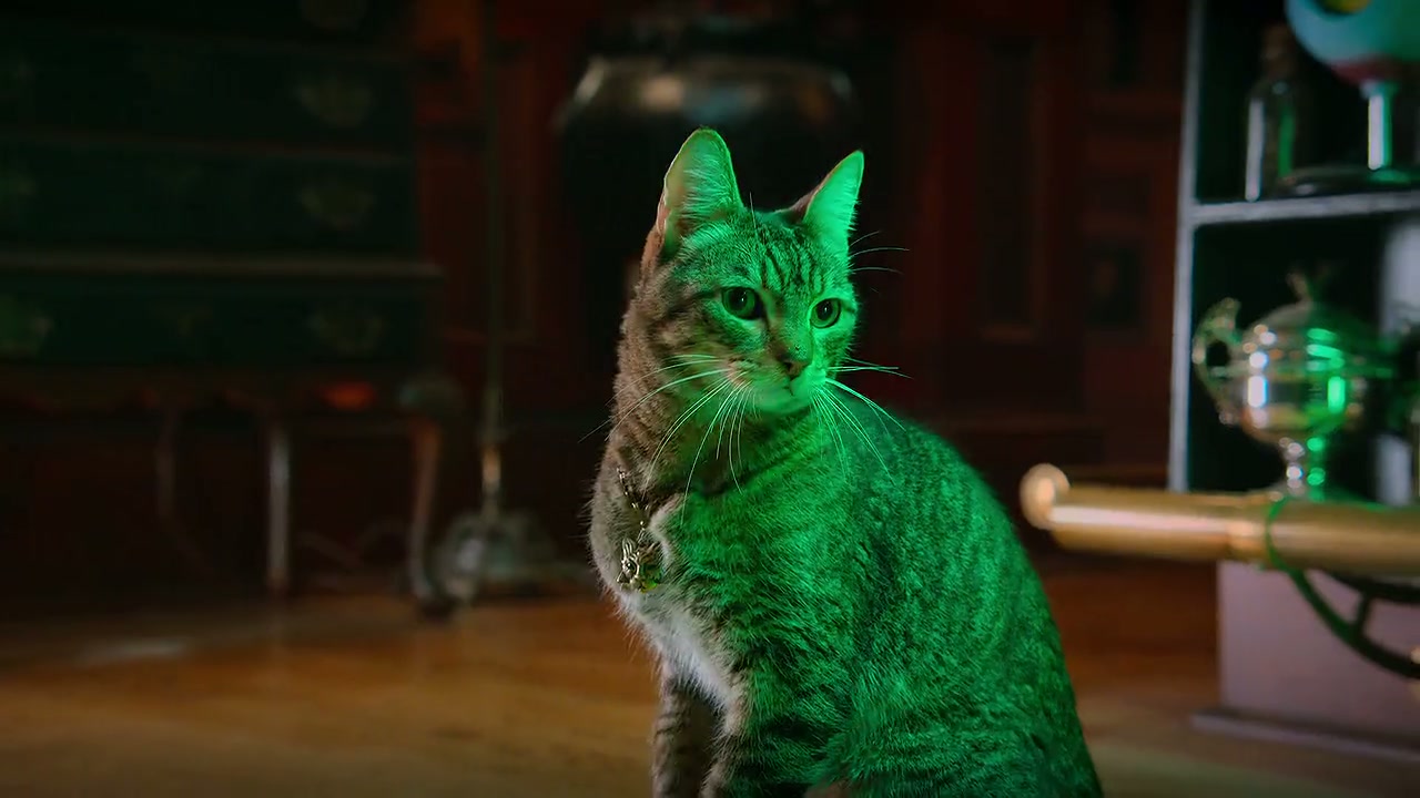 Scaredy Cats Screenshot