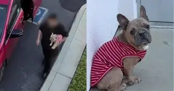 French Bulldog's Despairing Eyes