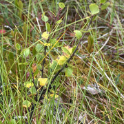 IMG 4772