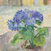Hydrangea