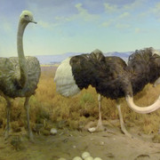 Common Ostrich