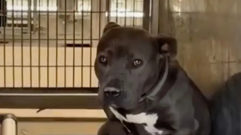 Dog Returned to Shelter for Being 'Wrong Color