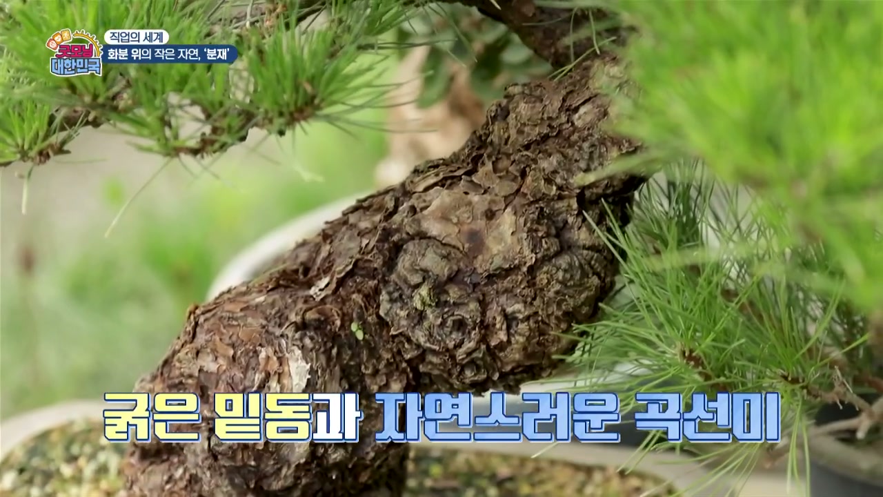 굿모닝대한민국 분재 베테랑 이광수 캡처