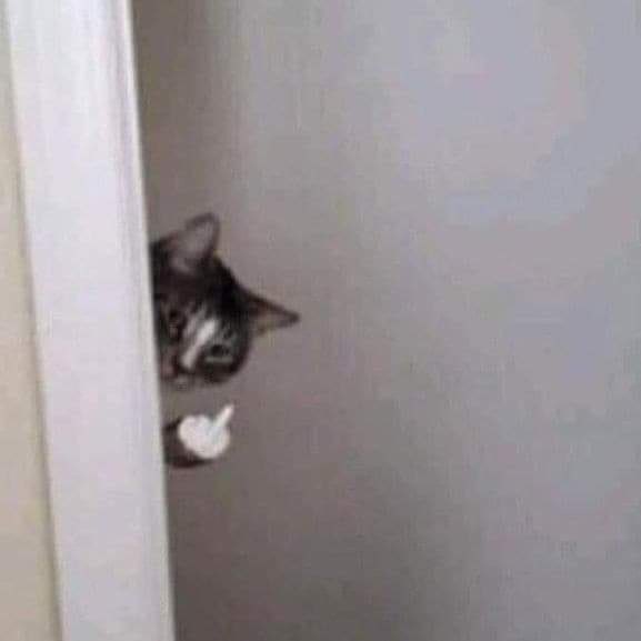 fuck-u-cat.jpg