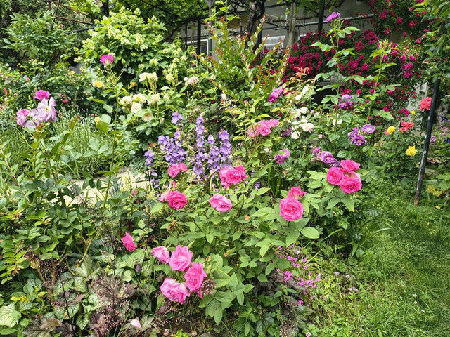 roses.jpg