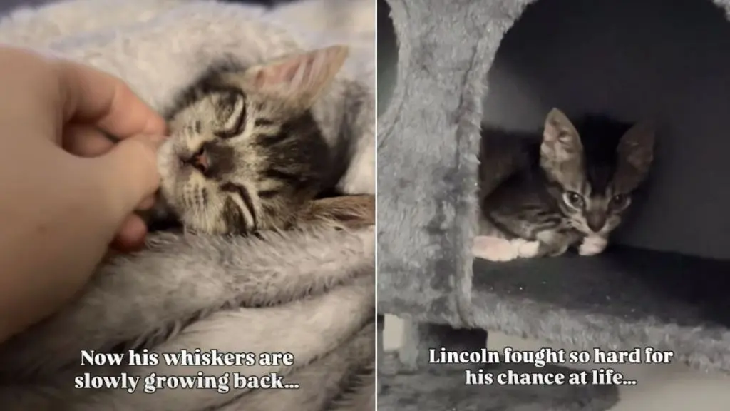 Tiny Kitten Overcomes Adversity, Finds Loving Home