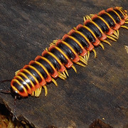 kfc-millipede