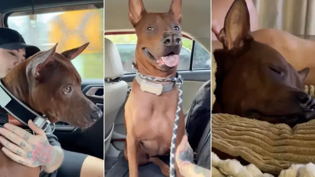 Deaf Rescue Dog Freddy Finds Forever Home After Chance Meeting