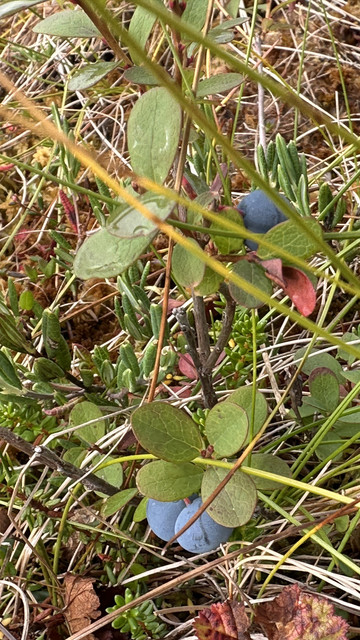 IMG 4764.jpg