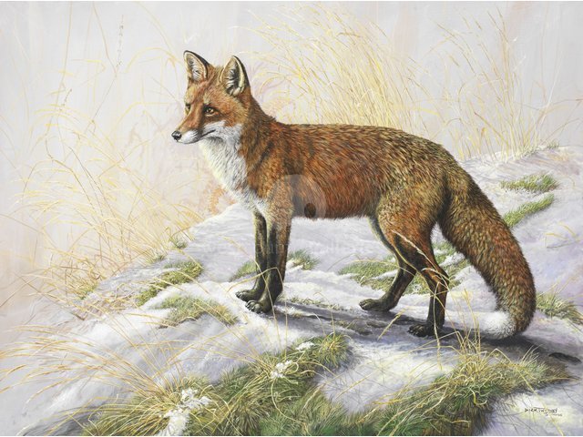 Winter Sun Dog Fox.jpg